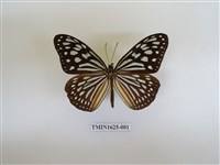 藏品(旖斑蝶)的圖片